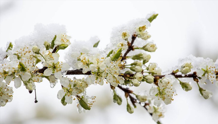 В целия русенски регион кайсията е на 100 процента унищожена заради минусовите температури в края на март месец