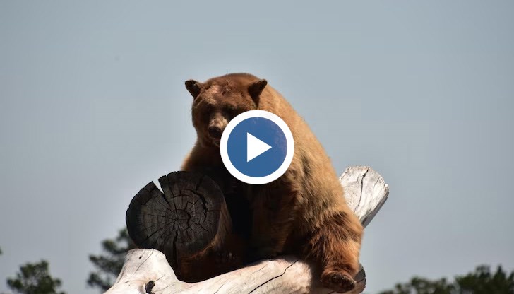 Три от животните въобще не са заспивали