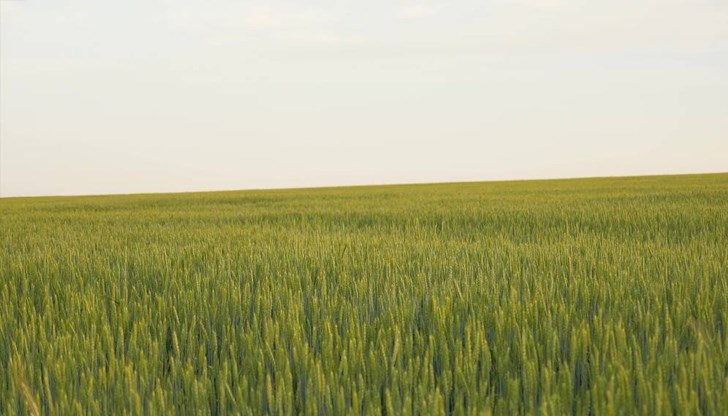 Наличните складови запаси от пшеница достигат малко над 3 милиона тона