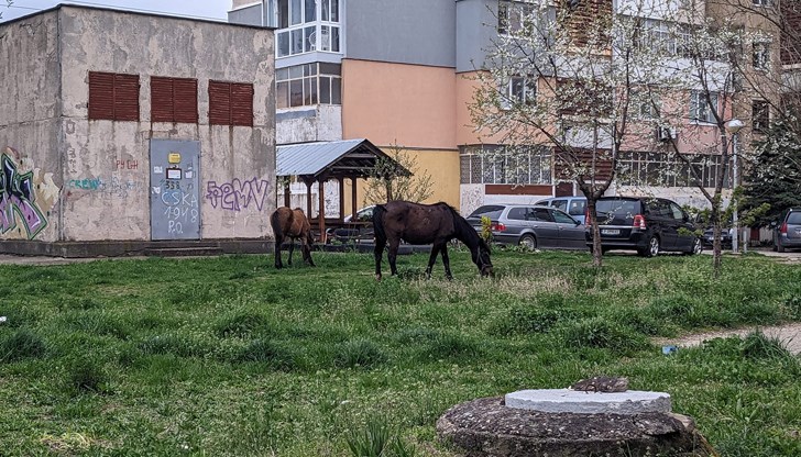 Тези идилични снимки с коне открихме във фейсбук групата "Русе"