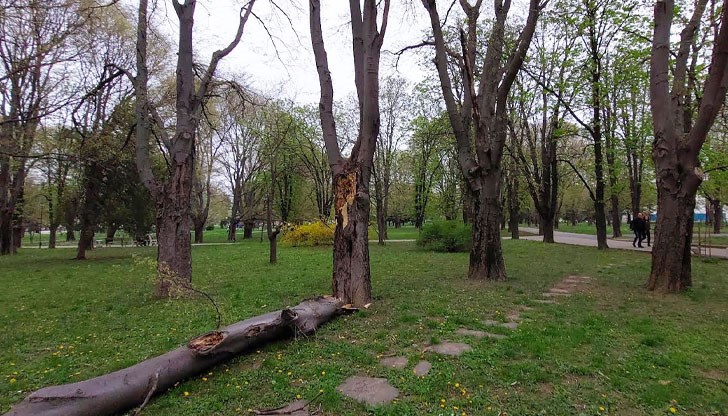 Русенският депутат и екоактивист Иван Белчев подаде сигнал към общината