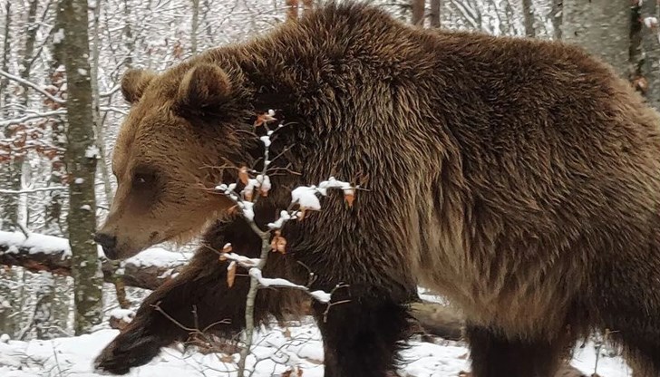 Станди тежи 350 килограма и е един от най-големите екземпляри в парка за мечки "Белица"