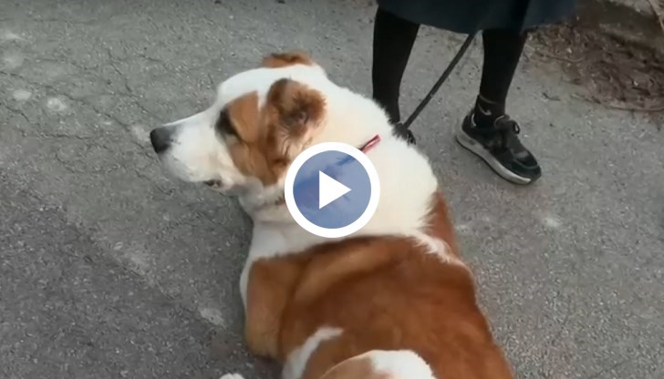 Каза, че ще пръсне главата „на този помияр”, посочи една от потърпевшите