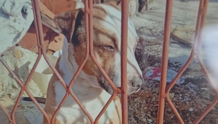 След инцидента кучето е взето от ''Екоравновесие''