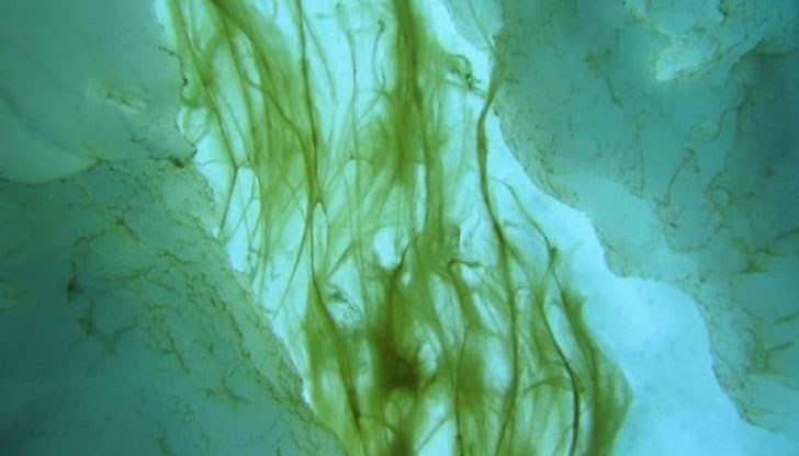 Melosira arctica съдържат средно 31 000 микропластмасови частици на кубичен метър Melosira arctica съдържат средно 31 000 микропластмасови частици на кубичен метър