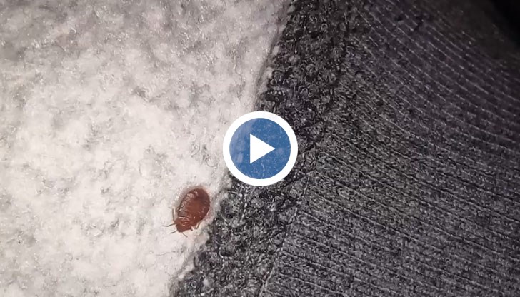 Мъж, нахапан от насекомите, е стигнал до болница