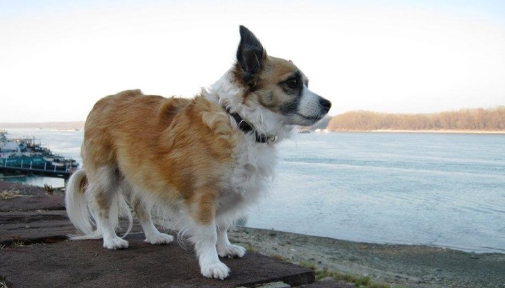 Александър Димитров кани всички любители и стопани на кучета Александър Димитров кани всички любители и стопани на кучета