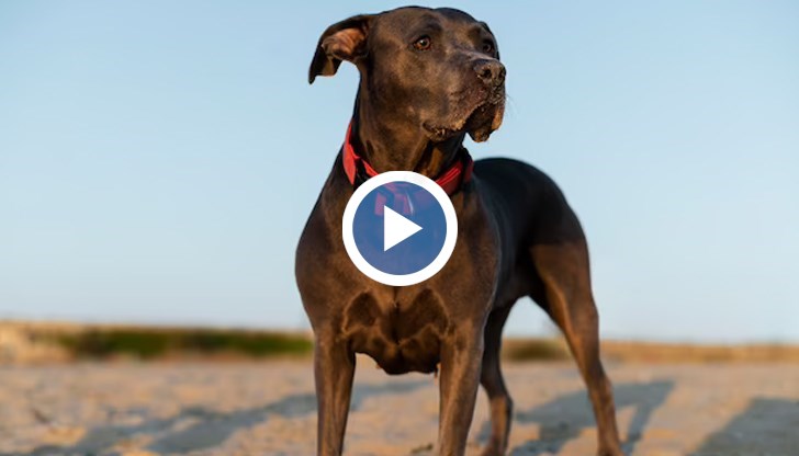 Явор Гечев коментира фаталния случай в столичния квартал „Христо Ботев“