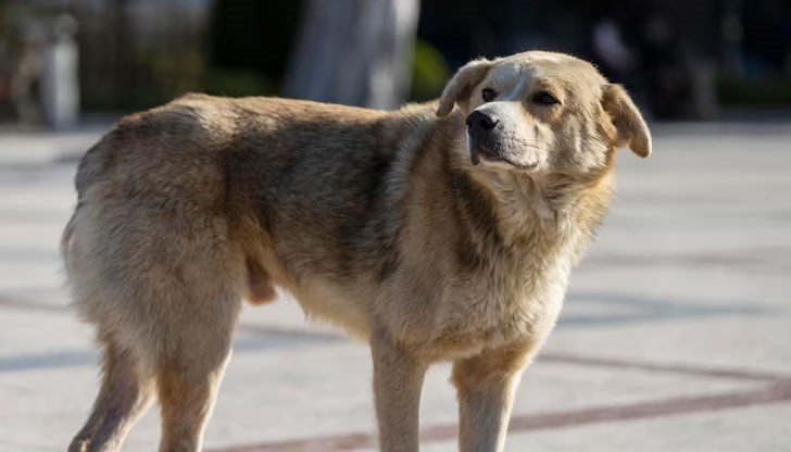 Повод за промените е трагичният инцидент в Долна Оряховица, където глутница кучета уби жена