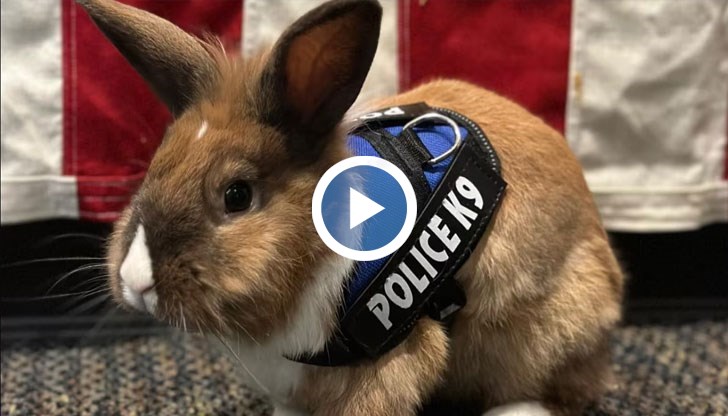 Пърси става част от екипа на полицейско управление в окръг Юба