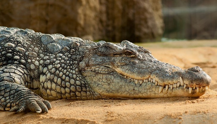 Възможно е задържаните да са планирали да убият крокодила и да го продадат на части
