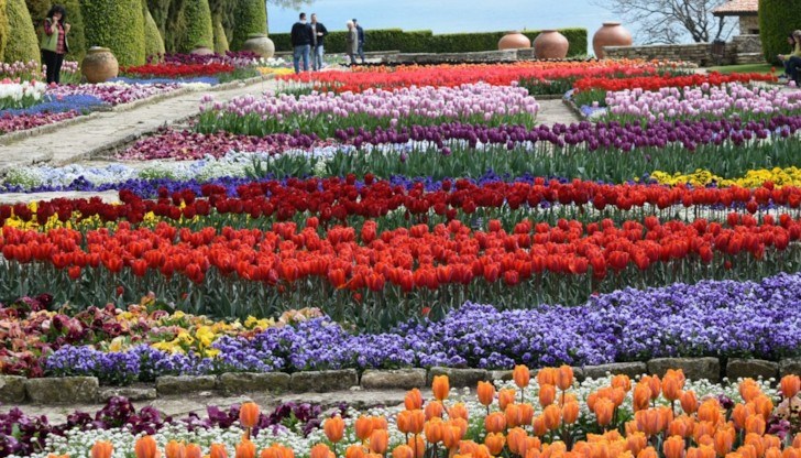 Над 60 000 лалета изпълват Ботаническата градина край морето