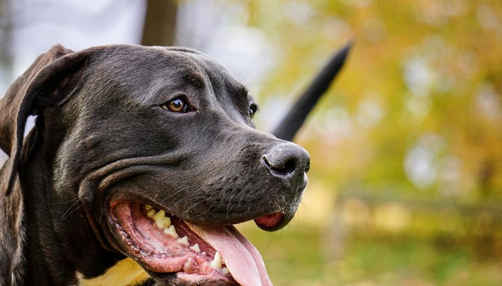 В България има Закон за защита на животните и зоополиция, но само на хартия