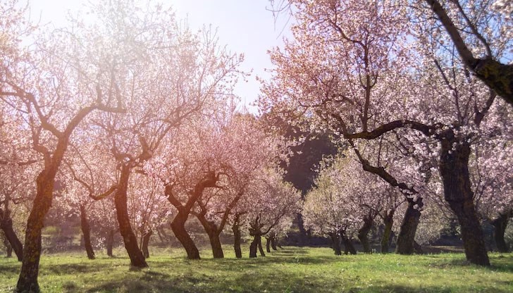 Сериозни поражения има и по черешите и крушите