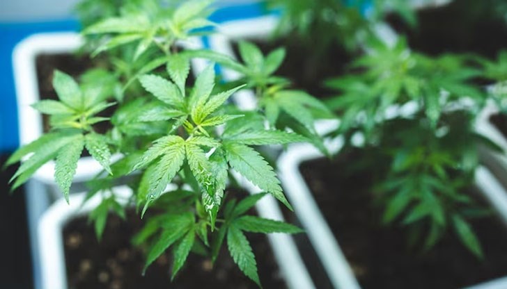 Германското правителство планира също да позволи продажбата на марихуана при определени условия