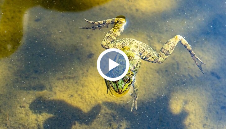Недостигът се дължи на свръхконсумацията им в Европа