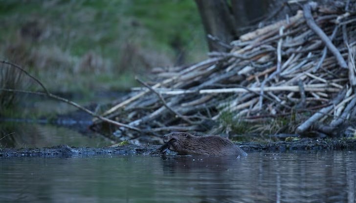 У нас има над 30 находища на еврозиатския бобър