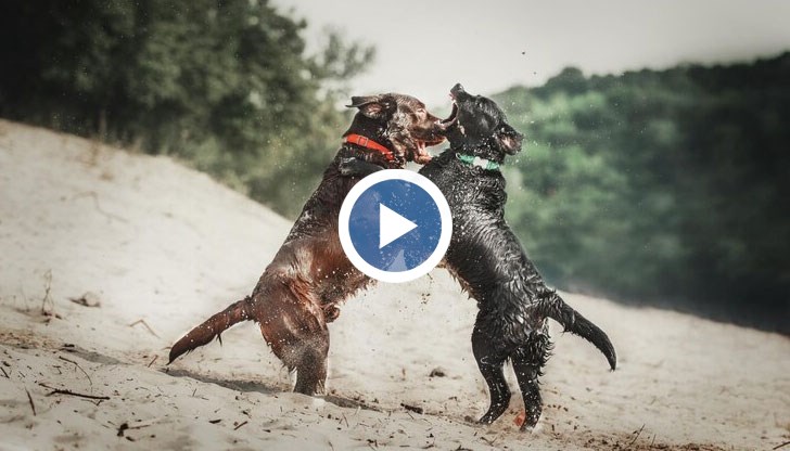 Момчетата са били задържани, но бързо са освободени, защото не са навършили пълнолетие