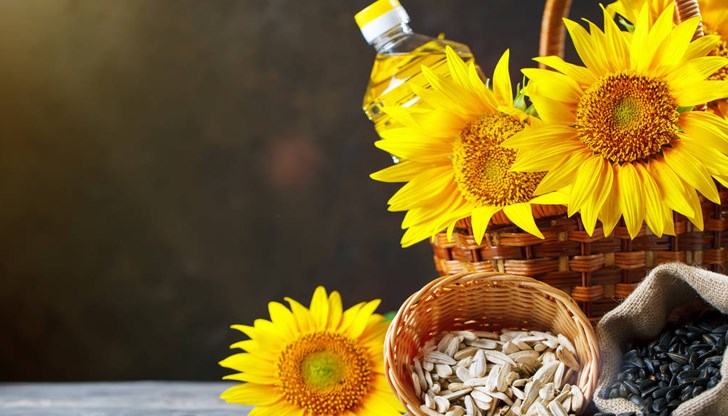 Според преработватели при реколта от около 2 милиона тона слънчоглед на година, индустрията може да се справи с още около 2 милиона тона внос Според преработватели при реколта от около 2 милиона тона слънчоглед на година, индустрията може да се справи с още около 2 милиона тона внос