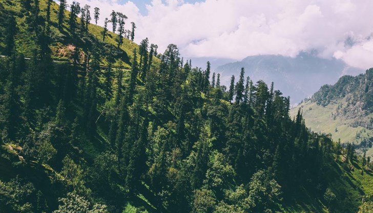 Сечта в българските гори е близо 60 на сто от годишния прираст