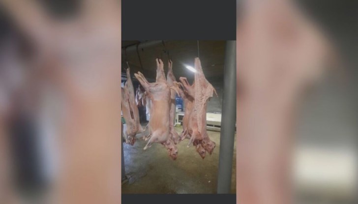 53 агнешки трупа са подготвени за търговия 53 агнешки трупа са подготвени за търговия