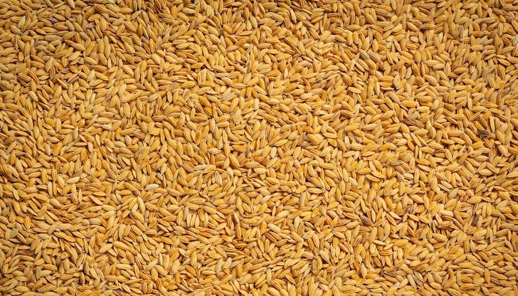 Експортът на украинско зърно от Одеса през Босфора ще продължи и след 18 май Експортът на украинско зърно от Одеса през Босфора ще продължи и след 18 май