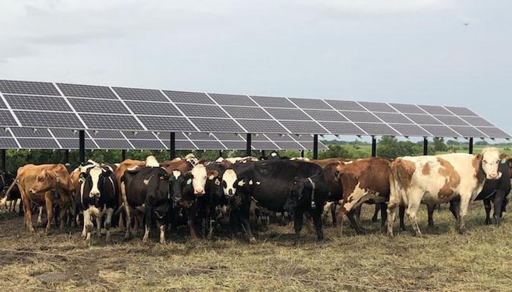 Производителите не могат да покрият разходите си с ниските изкупни цени, фермите отиват на тезгяха Производителите не могат да покрият разходите си с ниските изкупни цени, фермите отиват на тезгяха