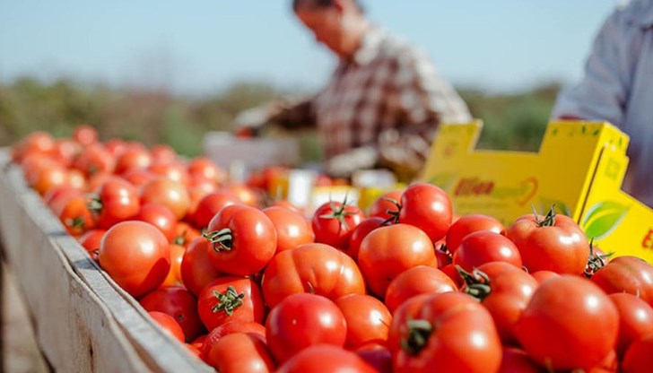 До Великден доматите и чушките може да струват два пъти повече от миналата година, предупреждават производители