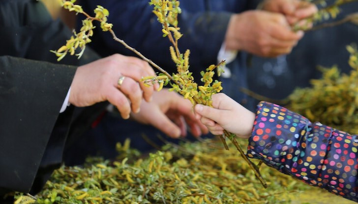 Къде е правилно да поставим новата върбова клонка?