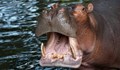 Дете загина, след като хипопотам нападна лодка в Малави