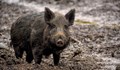 Диви свине нападнаха жител на Рим, докато разхожда кучетата си