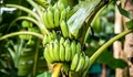 Гъбичка по бананите влошава кризата с глада във Венецуела