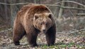 Мечка гонила надзиратели от затворническото общежитие в Смолян