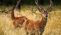 Издирват ловец, убил благороден елен в Монтанско
