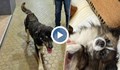 Бездомно куче нахапа до смърт домашен любимец в Димитровград