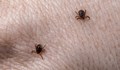 Регистрирани са 30 случая на Лаймска болест от началото на годината
