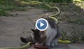 Масово тровят котки в Русе