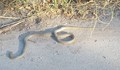 Нашествие на змии в центъра на Русе