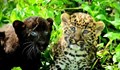 Зоопаркът във Варна отглежда бебета леопарди