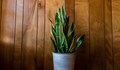 Растения, които пречистват въздуха в дома