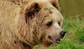 Разрешиха отстрела на агресивна мечка в Родопите