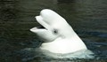 Подозират мистериозен кит край бреговете на Швеция, че е руски шпионин