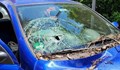 Дърво падна върху движещ се автомобил в Стара Загора