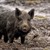 Диви свине нападнаха жител на Рим, докато разхожда кучетата си