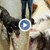 Бездомно куче нахапа до смърт домашен любимец в Димитровград