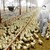 Искат ваксинация срещу птичи грип