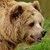 Разрешиха отстрела на агресивна мечка в Родопите