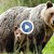Семейство разказа за опасна среща с мечка край село Стоб