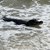 Алигатор си почива на плаж в Алабама