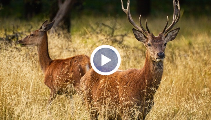 Тази зима около хранилките идвали цели стада от елени